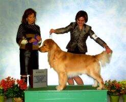 Hyline's Foxridge Go Furr Th'Gold