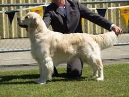 Aust Ch Trigolden Power O Dreams Aust Ch Trigolden Power O Dreams
