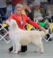 Aust Ch Dream Max Anja Parson Aust Ch Dream Max Anja Parson