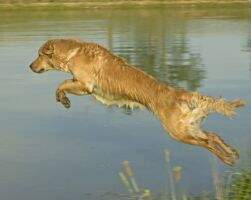 Riverwood's Can-Can Dancer MXC MJC NF CCA