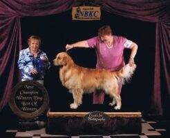 UJJCH CH/CAN CH Gold-Rush's Confederate Boy CCA