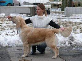 HCH. Pearl Of Golden-Hill Athene
