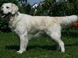 Of First Choice Highlands Shaquille
