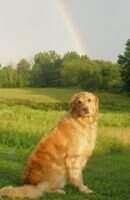 Gaylan's Finnegan's Rainbow OF NAC O-NJC TNN