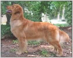 Crescent's Red Hott (Major ptd)