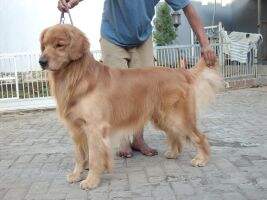 Ina Ch. Golden Castle's Presley