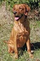 Topbrass Here's Chevy