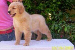 Bailey de los Abriles