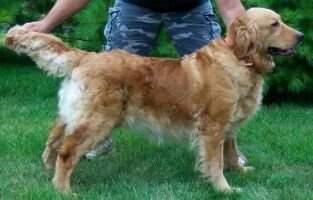 Foxie Roxie S&T Foxie Roxie S&T