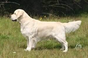 Irish ShCH Erinderry Lochinvar at Glenavis Irish ShCH Erinderry Lochinvar at Glenavis