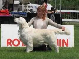 Stud dog Ch. Giovane Promessa Enci Golden Rose-Bay's Ginrummy Lux.Vet.Ch. Benelux Vet.Winner 2015 Good Citizen