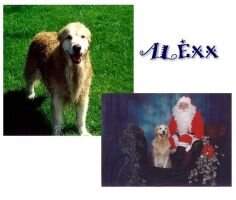 Sunapee Alexx