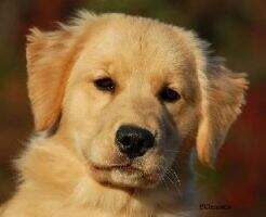 U-CH Eldorado's Y Not? It'z My Birthday!! U-CH Eldorado's Y Not? It'z My Birthday!!