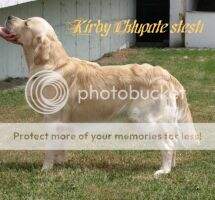 PL, Ch SK, Ch CZ, Grand Ch SK Kirby Chlupate stesti National winner