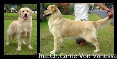 Ina.Ch. Carrie Von Vanessa Ina.Ch. Carrie Von Vanessa