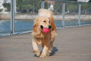 FirstDream sweet Bruce