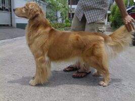 Great Toba Gold's Cha Cha
