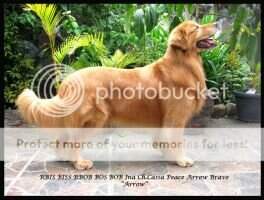 BISS. RBIS. Ina Ch Casa Peace Arrow Brave
