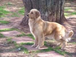 Goldhaven's Million Dollar Baby