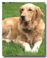 Guide Dogs' Ryka Guide Dogs' Ryka