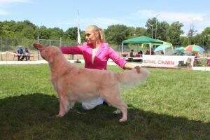 Ch.BG, Ch.MK, Ch.GE, Ch. MD, Ch. TR Dewmist Spirit of Satin Qualified for Crufts 2011