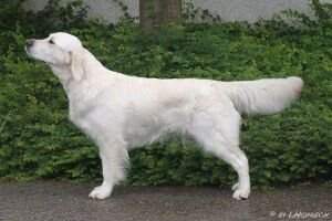 Timeless Golden Especial Lovely Hazel