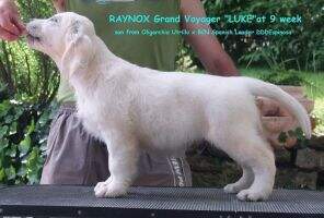 RAYNOX Grand Voyager