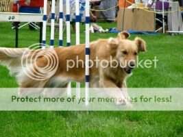UCDX Prairistar's O What A Dream GO MXC MJG MXP4 MJP4 PAX T2B2 PADHF CCA