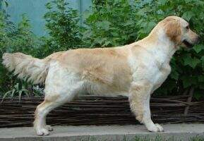 Mol BEAUTIFUL LADY FLAME JUBILANCE