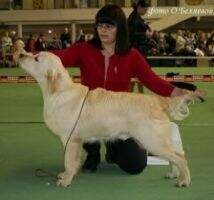 Fakir iz Sokolinogo gnezda Club Junior winner