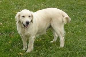 Kudleigh Fifi Goldenpaws Kudleigh Fifi Goldenpaws