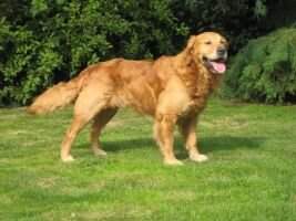 FTW Kessgold Furze FTW Kessgold Furze