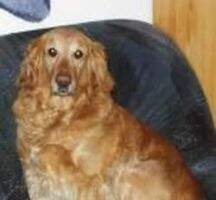 DAISY vom BEECKER-SCHLOSSCHEN