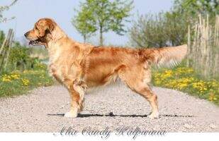 Dt.Vet.Ch.VDH ALIA CANDY Kalpirinia (Ortenau-Winner 2010)