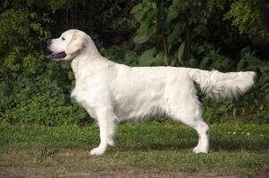 ICH MCH MJCH SK Grand CH Nice Brad Happy Company Club winner Junior Club winner working dog