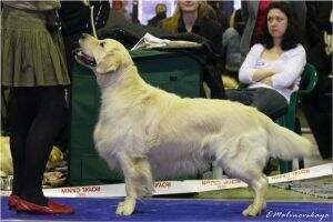 Inter Ch, Ch Rus, Litv, Beylorus, RKF, Nat Breed Tramin Treasure Trade Mark