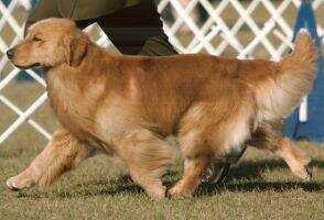 UKC CH & AKC CH Dogwoods Morning Star Miracle