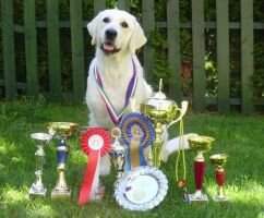 SRB.Ch.,2*HCH, 2*HjCh,Derby Winn.08' Exotic Shine from Mariannehouse Working trial: 2*Res.CACT