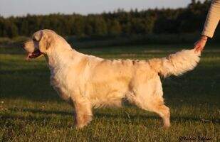 Belge-inter-lux Tweednous Gambol Belge-inter-lux Tweednous Gambol