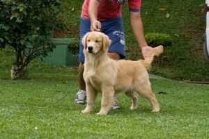 Ch.Inicial, Ch.filhote Clara Kemp Golden Friend Forever