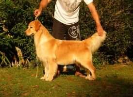 ChBr. GrChBr. ChPan. BOSS Golden Freedom IV Let The Games Begin