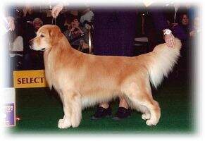 MBIS MBISS MBVISS GCHG Gemini Fallchase The Butler Did It (#1 Golden Retriever 2011) MBIS MBISS MBVISS GCHG Gemini Fallchase The Butler Did It (#1 Golden Retriever 2011)