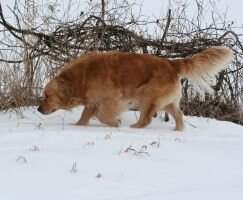 Stonemead Trudy