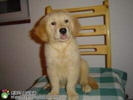 Sky Of Goldenline Kennel