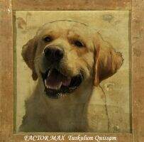 Factor Max Tuskulum Quissam Factor Max Tuskulum Quissam