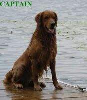 SHR Muddy Meadow Captain Cattail SHR Muddy Meadow Captain Cattail