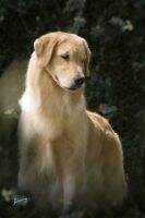Gr.Ch.Br.Gr. Ch.Pan. Ch. Arg. Ch.Ur. Goldentrip Victoria Go On