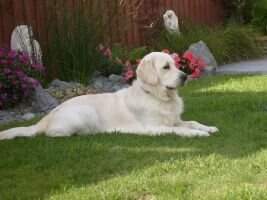 Honeybear Mister Bailey