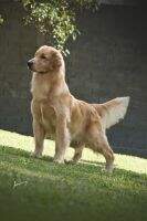 Vitorio Kemp Golden Friend Forever