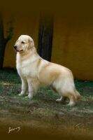 IKE FREEDOM GOLDEN FRIEND FOREVER